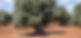 come-coltivare-albero-olivo_4c996663-0648-4451-a80e-82ad0b362402.jpg
