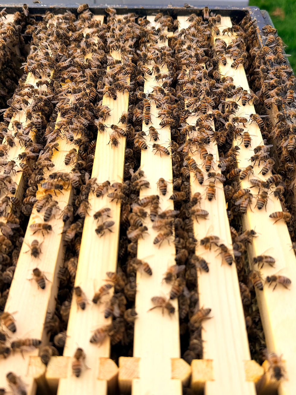 Thumbnail: Jar of English Honey 454g 