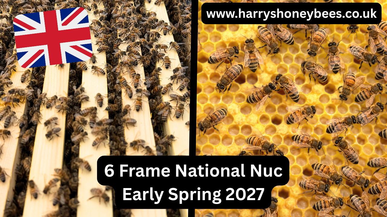 6 Frame Overwintered National Nuc of Bees 2027 Spring COLLECTION