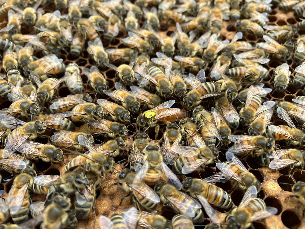Thumbnail: 6 Frame National Overwintered Nucleus - Lutz Eggert UK Mated Queen DELIVERED