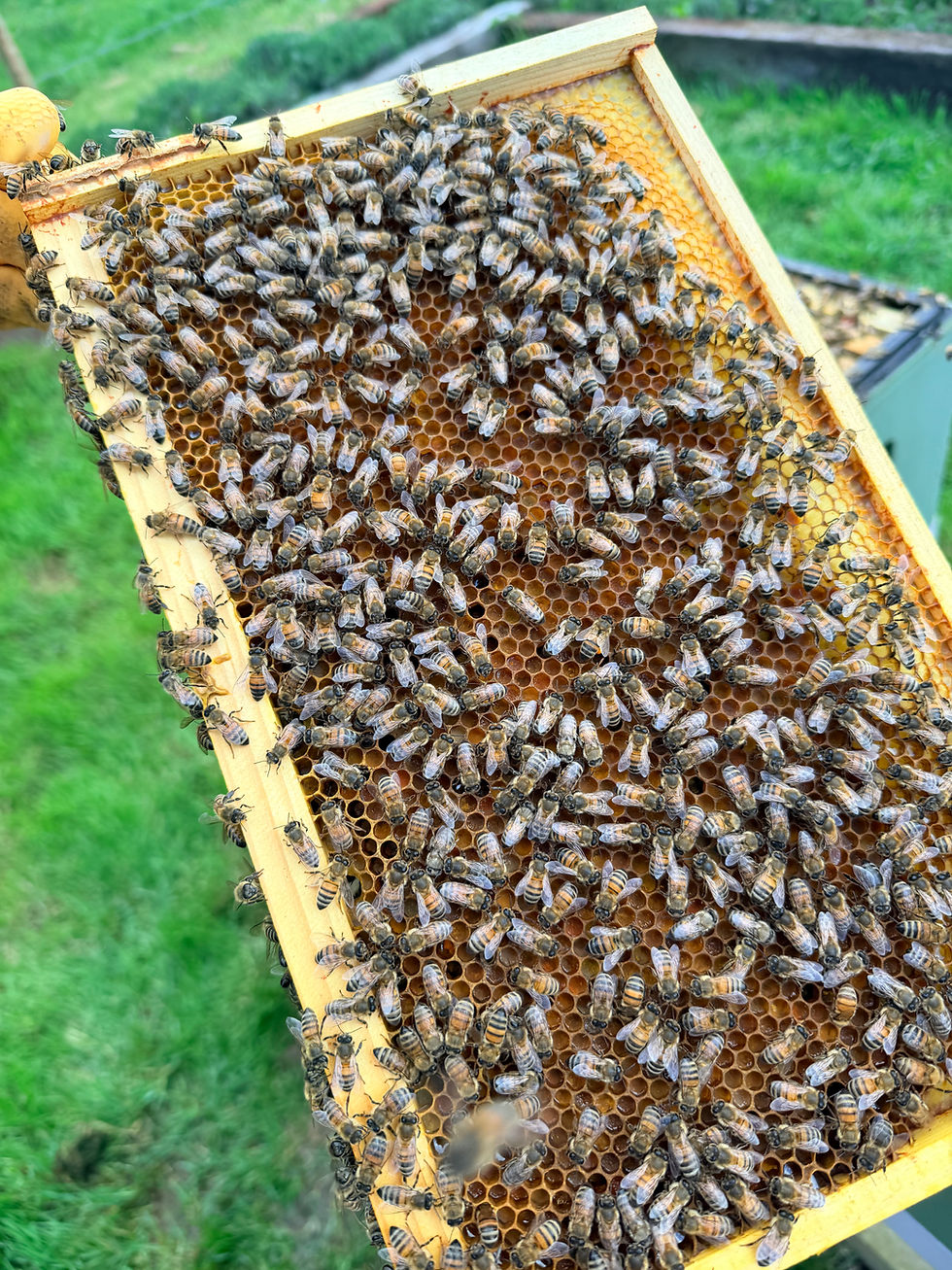 Thumbnail: 6 Frame Overwintered National Nuc of Bees 2027 Spring DELIVERED