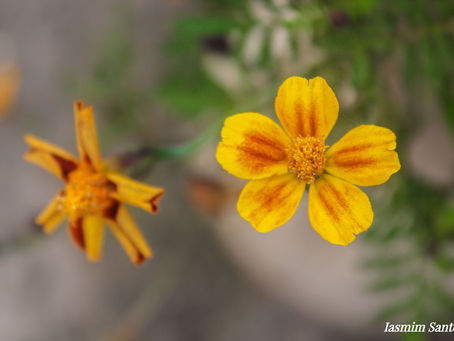 Flora