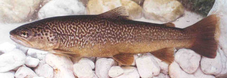 Marble trout Salmo marmoratus