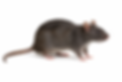 IMG_1675.PNG