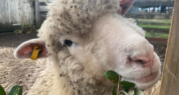 Carla Sheep Chade VonElling.jpg