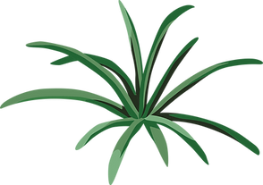 Bush