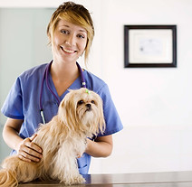 At the Vet