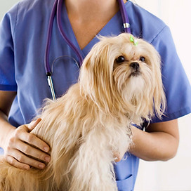 Picture of a small dog being handled by a vet, to illustrate the problems dog owners face in Warwickshire when their dog is scared of the vet or groomer