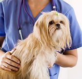 At the Vet
