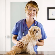 dog at vet