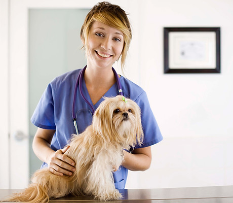​Clínica Veterinária São Mateus, Clínica Veterinária São Mateus Zona Leste, Clínica Veterinária São Mateus | Clínica Veterinária Popular