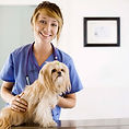 At the Vet