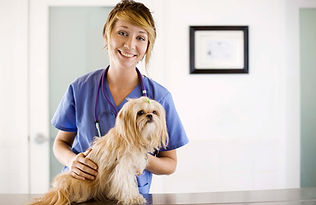 At the Vet