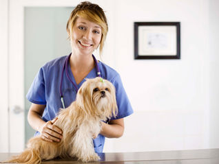 How do I Embrace Neurodiversity as a Veterinary Leader?