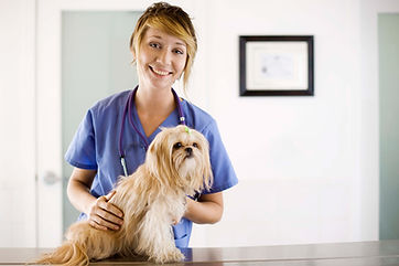 At the Vet