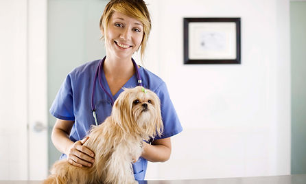 At the Vet