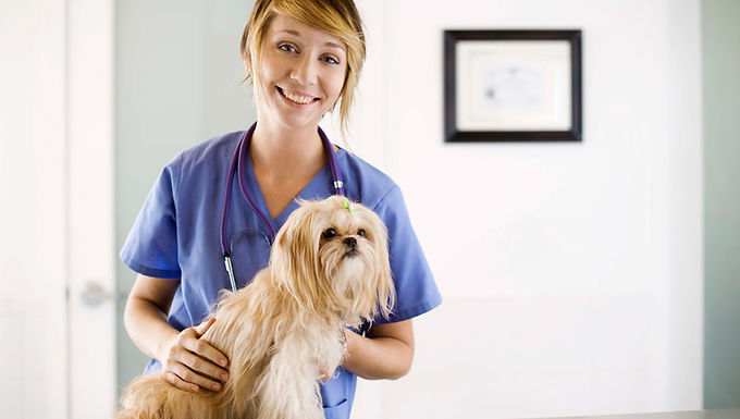 Dog Groomers