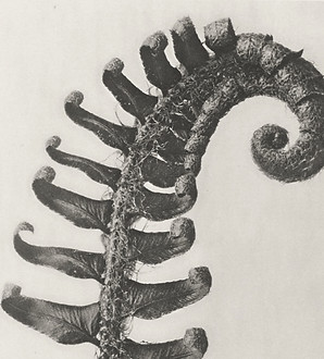 downloaded_image (1)_edited.jpg