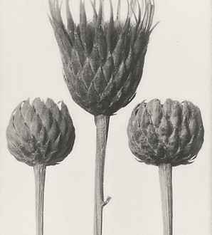 downloaded_image (4)_edited.jpg