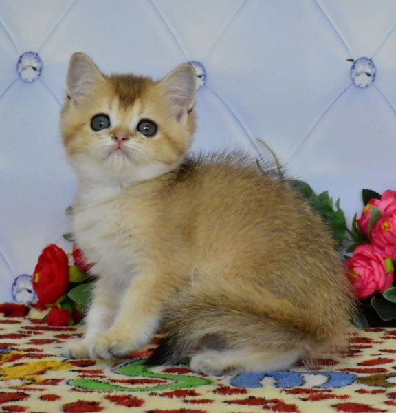 British Shorthair kitten for sale near me