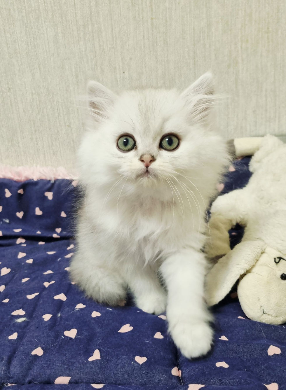 British Longhair White male kitten for adoption