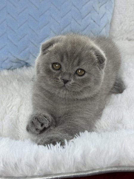 Blue Scottish Fold cat for sale near me