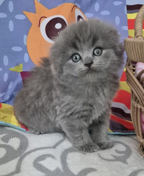 Grey Scottish Fold Longhair kitten for sale near me