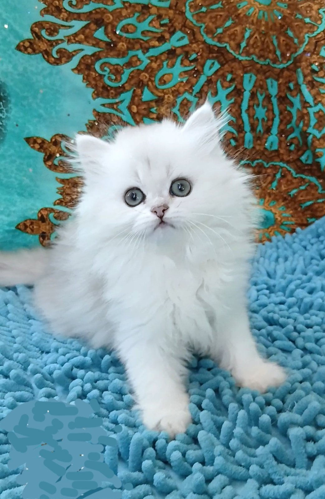 British Longhair Silver - NESSA