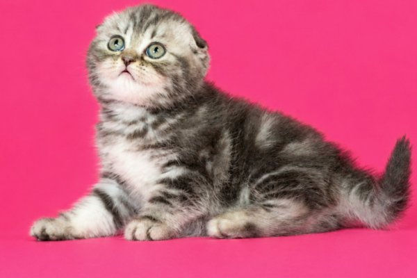 Scottish Fold Blue Marbled - TINA