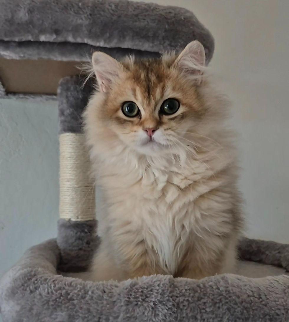 British Longhair kitten for sale near me Bakersfield, Santa Cruz, Los Angeles, San Diego, Vallejo, Frezno, Antioch, Modesto,