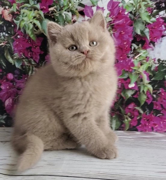 British cat