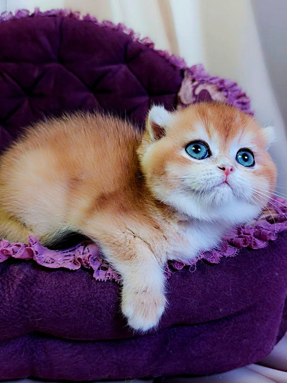 Scottish kitten