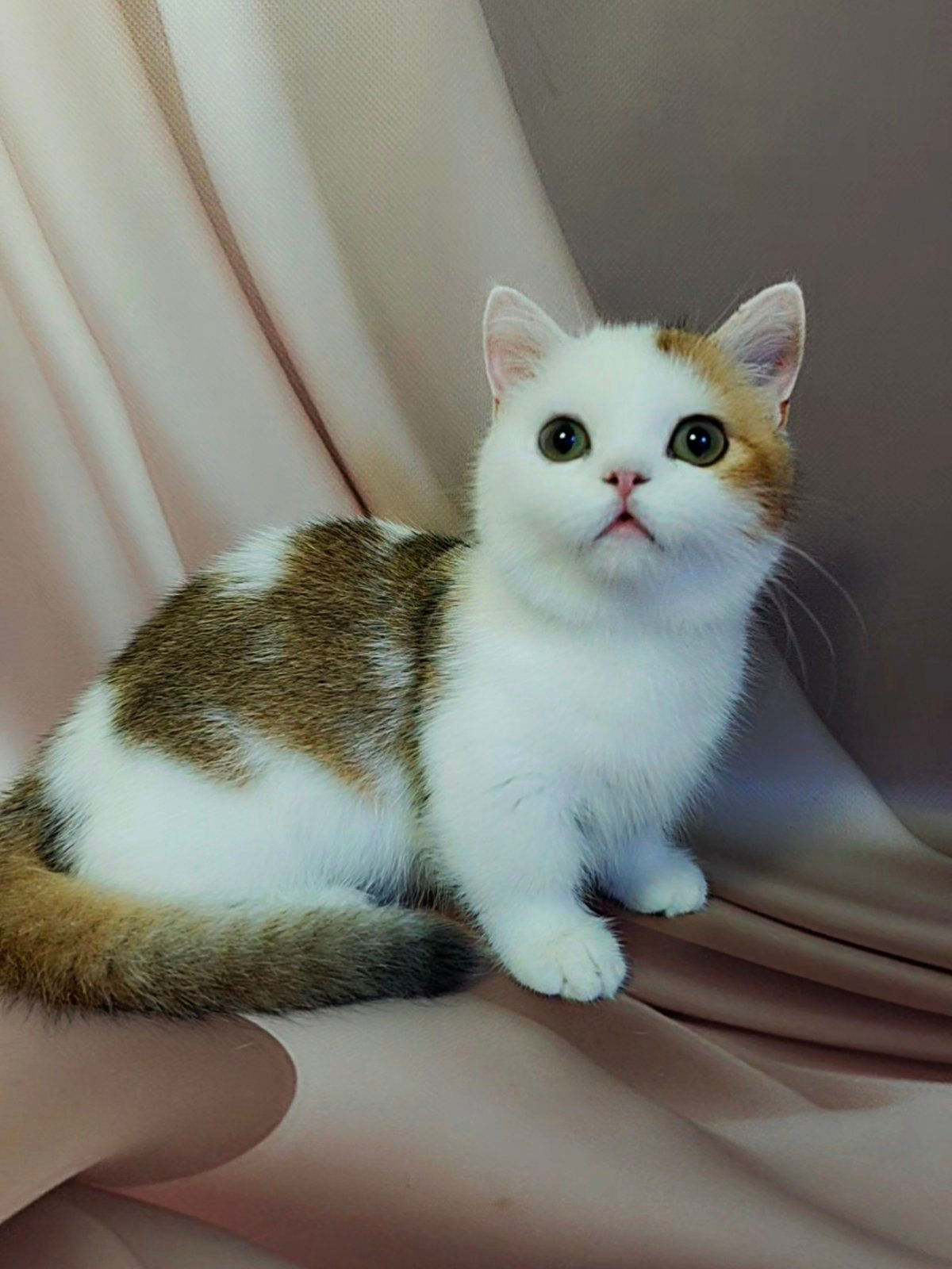 Munchkin kitten for adoption