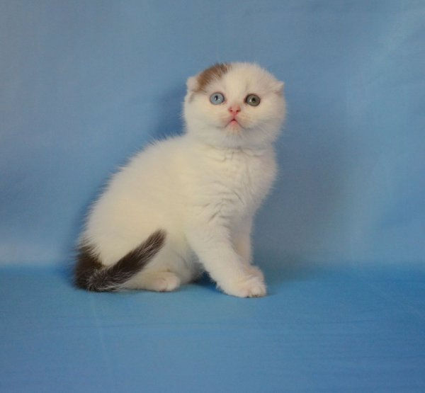 Scottish fold different eye color kitten for sale near me