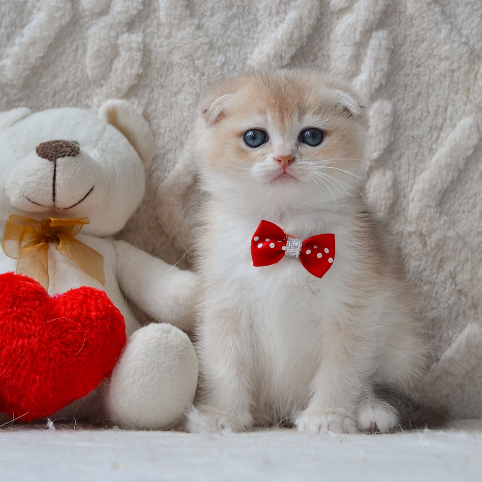 Scottish Fold Blue gold kitten