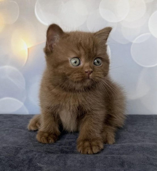 British Shorthair Cinnamon - BROWNE