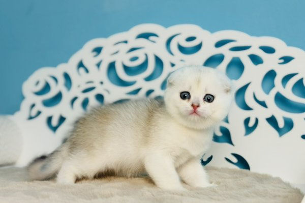 Scottish Fold kitten