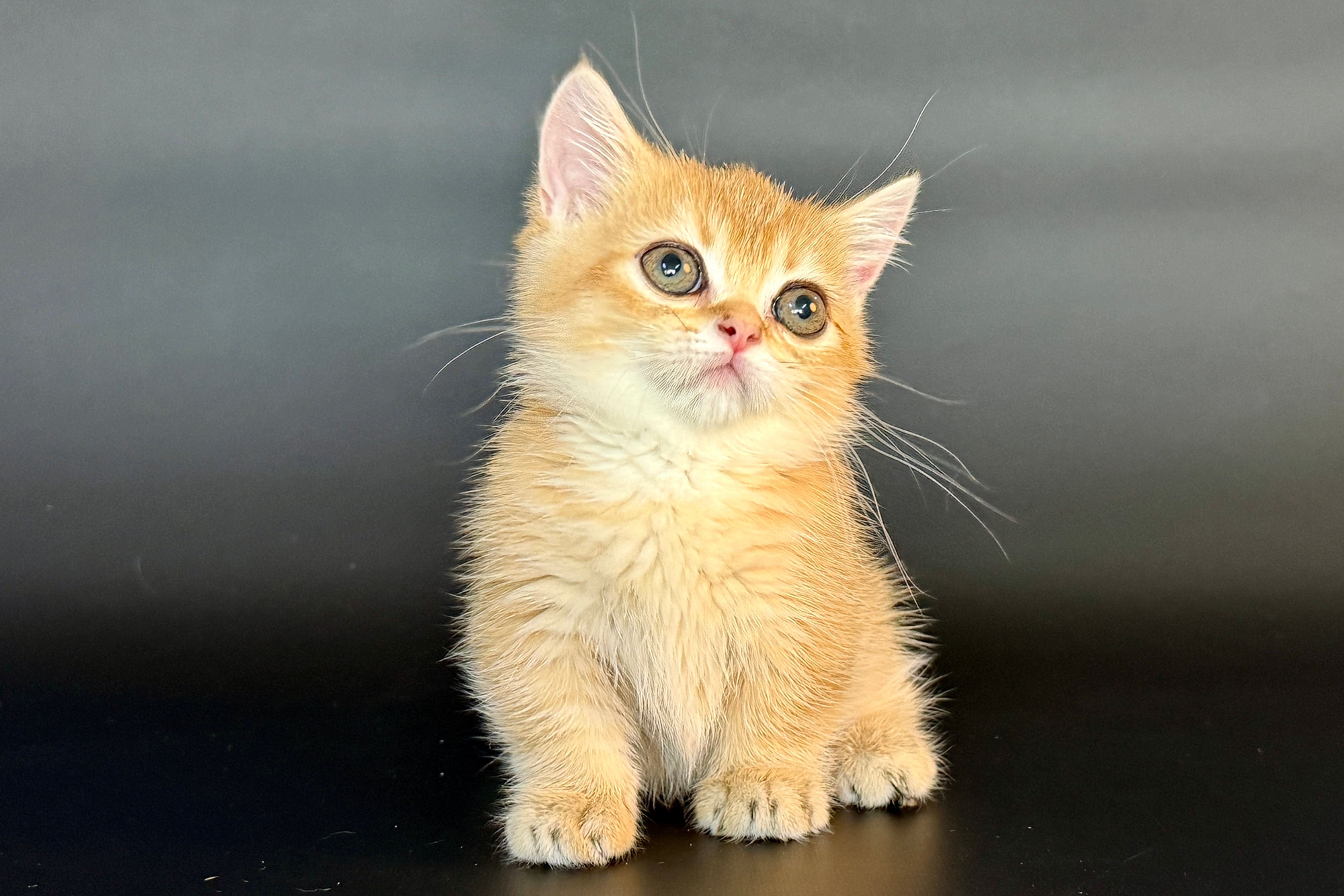MUNCHKIN British Shorthair Golden Shaded - FOXY