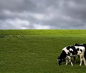 Doenças Metabólicas em Vacas Leiteiras: Saiba os Principais Fatores de Risco