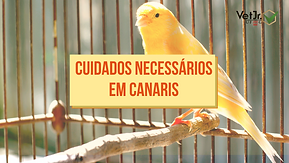 capa cuidados canários.png