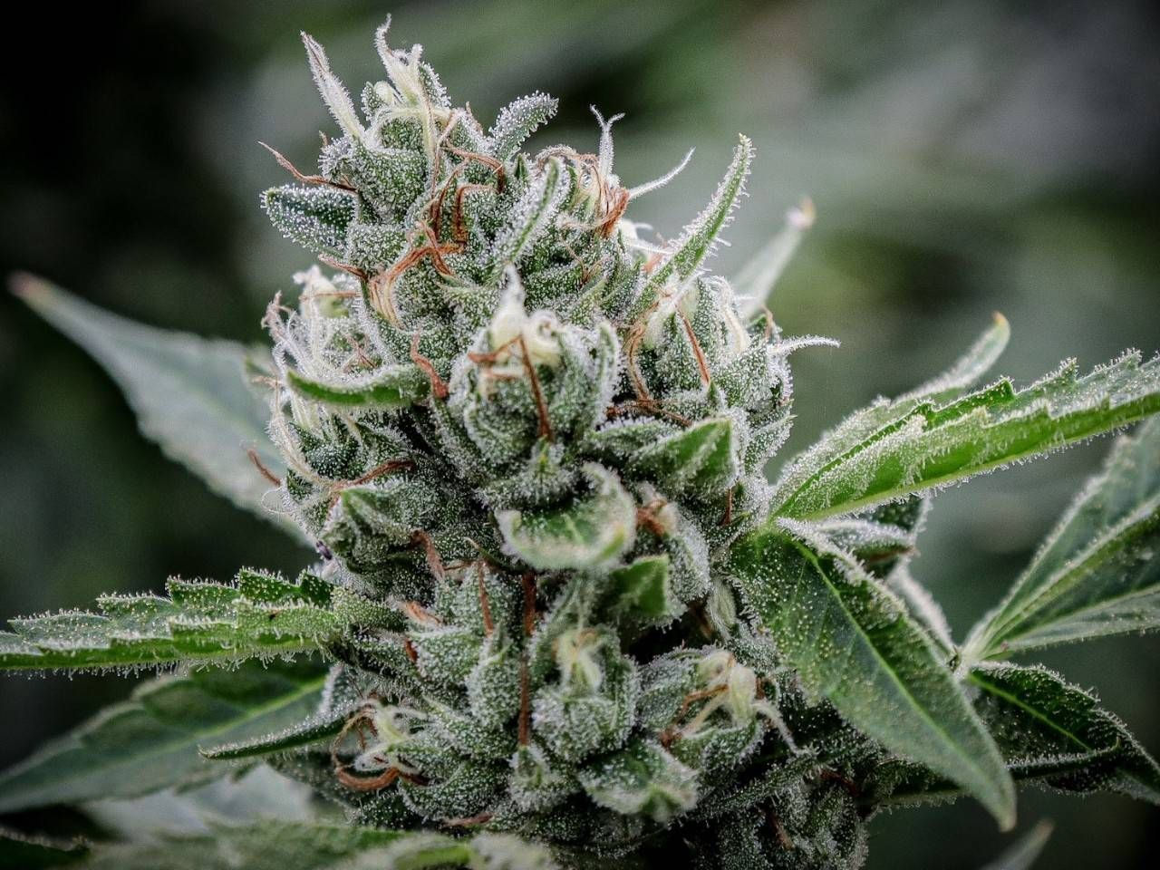 Gargoyle - Spice of Life EP529 Special