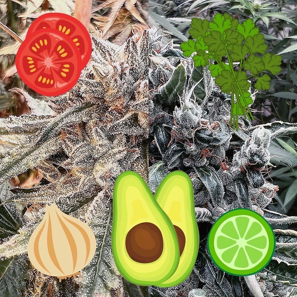 Thumbnail: Guacamole