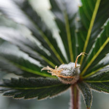 Popcan DSC00445.jfif