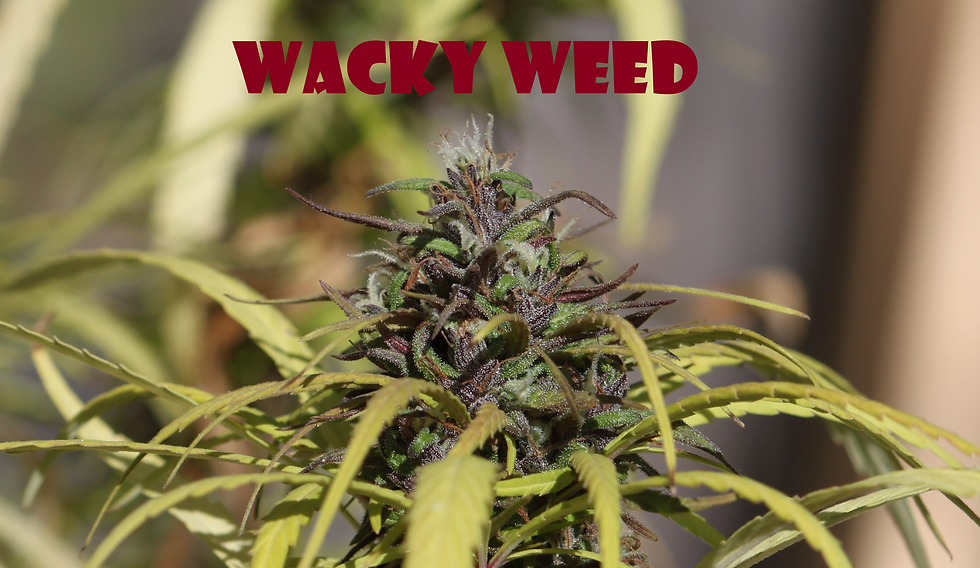 Wacky Weed (Limited)