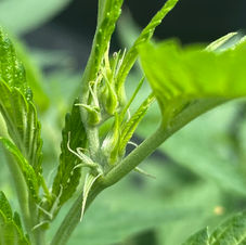 SkunkyDub 20B717E2-E508-43BB-8F17-328EAAE1D75C.jpg