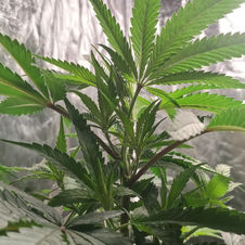 Pingu 20220723_200517_HDR.jpg