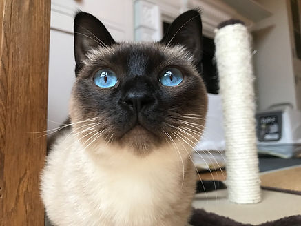 Cat Sitter in Finchley