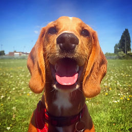 Doggy day care in East Finchley