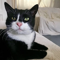 Best cat sitter in Finchley