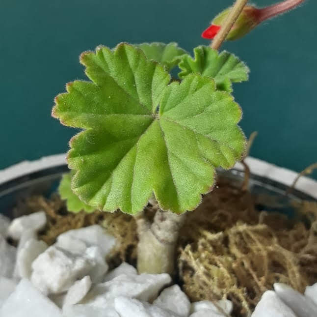 Miniatura: Malvón + Fanal OHANA